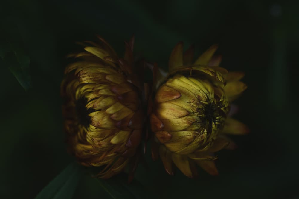 Golden Flower Buds by Vedrana Domazet — canvas wall art