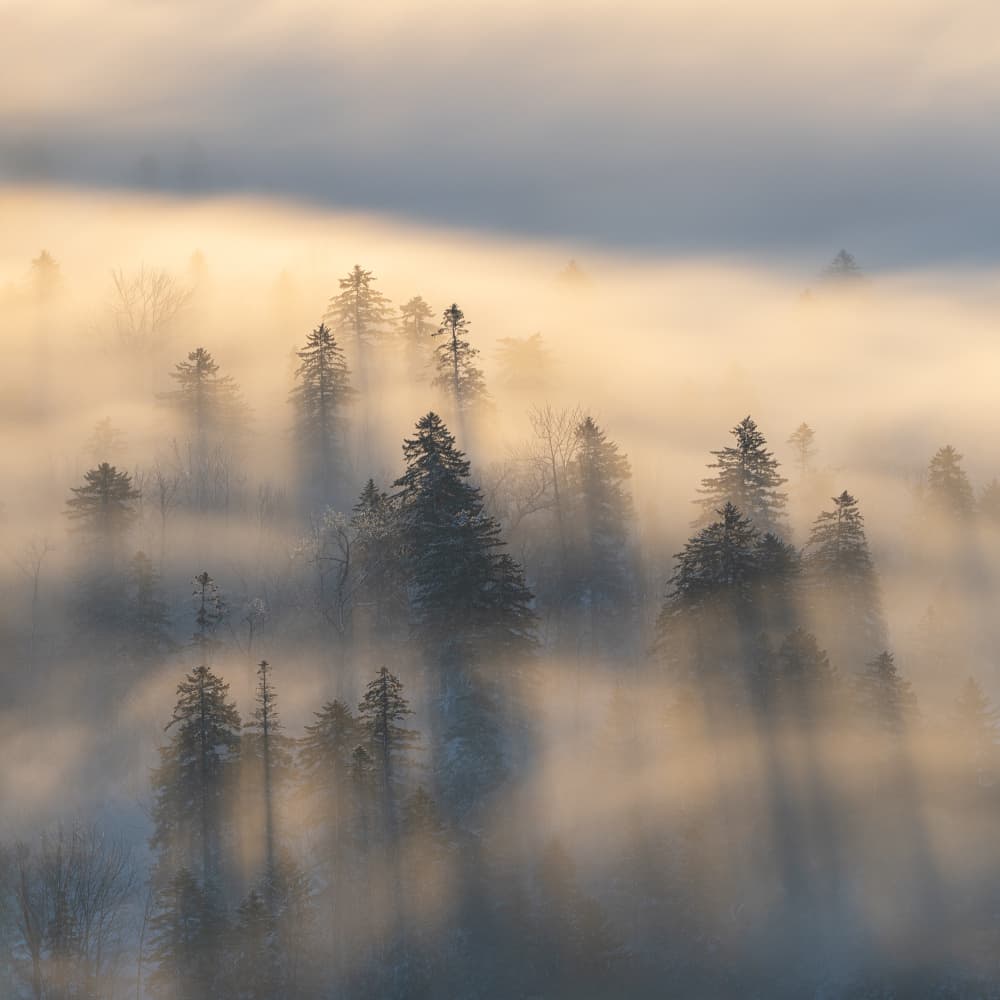 Misty Forest Morning by Aidong Ning — canvas wall art