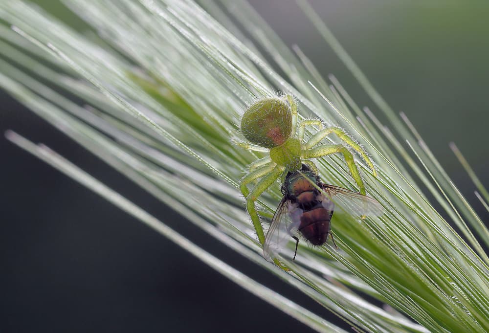 Green Spider's Feast by Thierry Dufour — canvas wall art