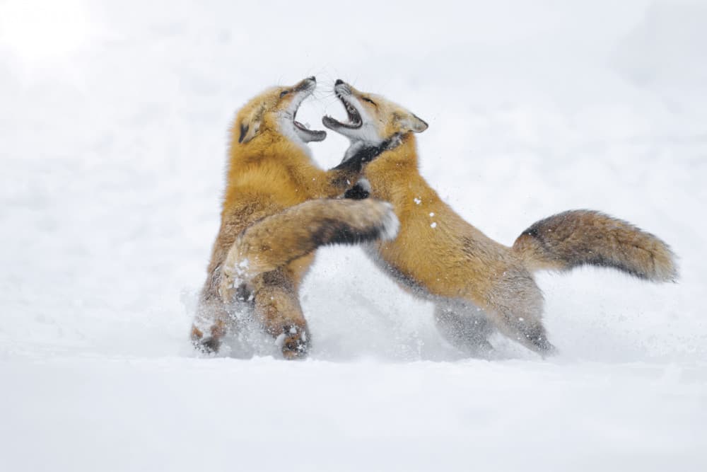 Playful Red Foxes by Gavin Lam — canvas wall art