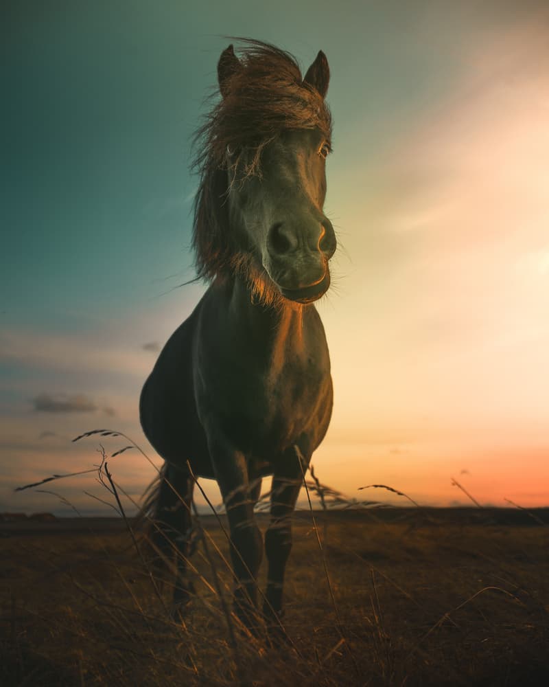 Majestic Wild Horse Sunset by Marcus Hennen — canvas wall art