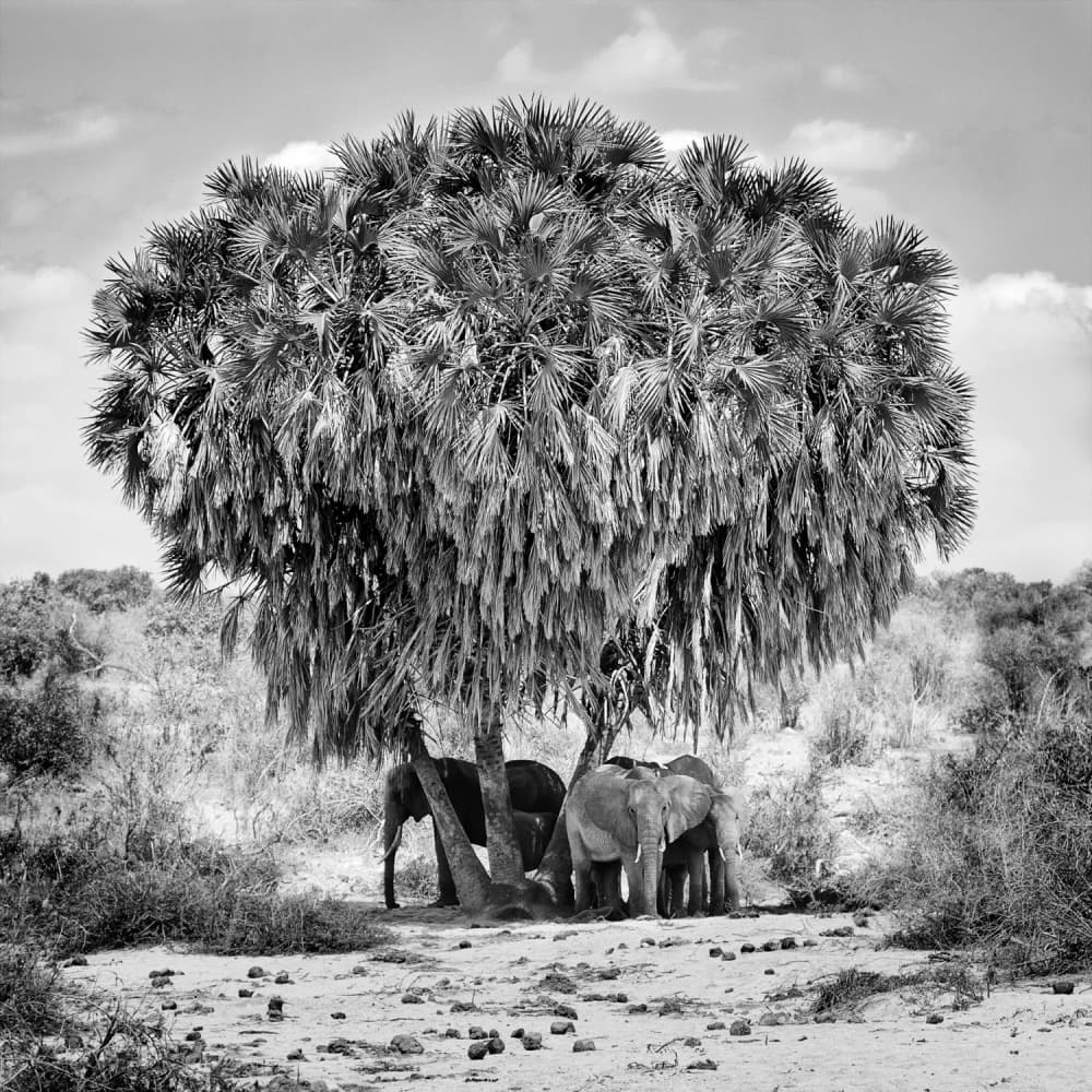 African Elephants Palm Shade
