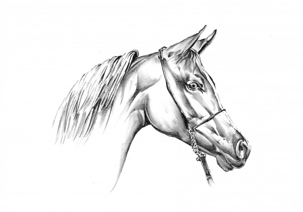 Majestic Arabian Horse by Kulik — canvas wall art