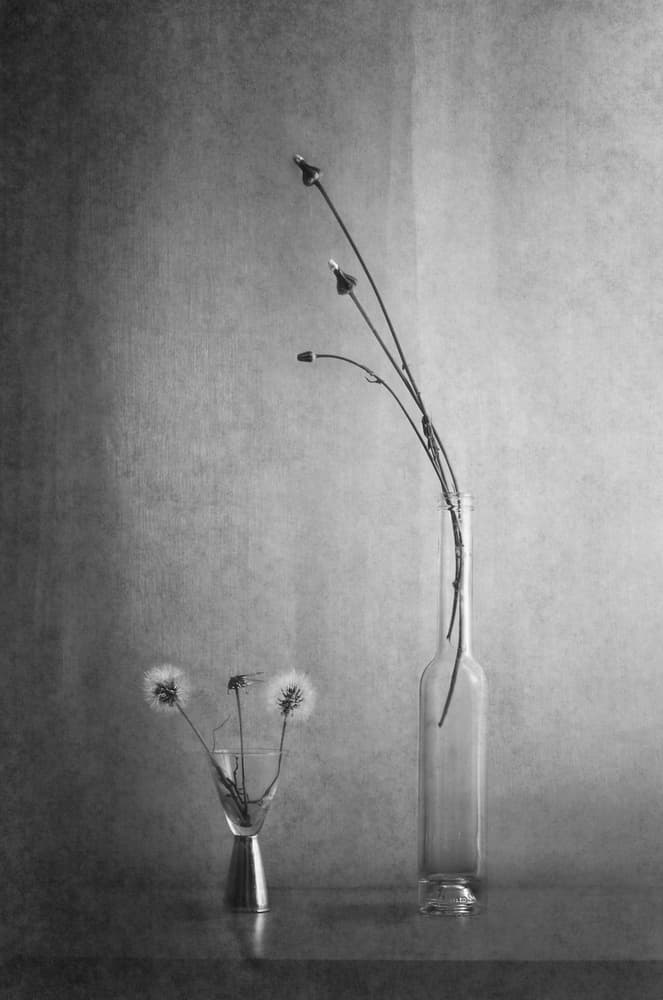 Dandelions and Stems Still Life by Piera Polo — canvas wall art