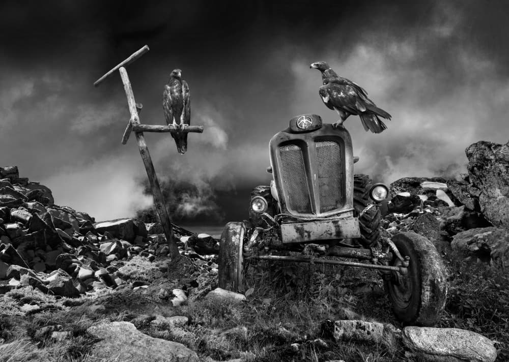 Eagles On Old Tractor by Ivo Vuk — canvas wall art