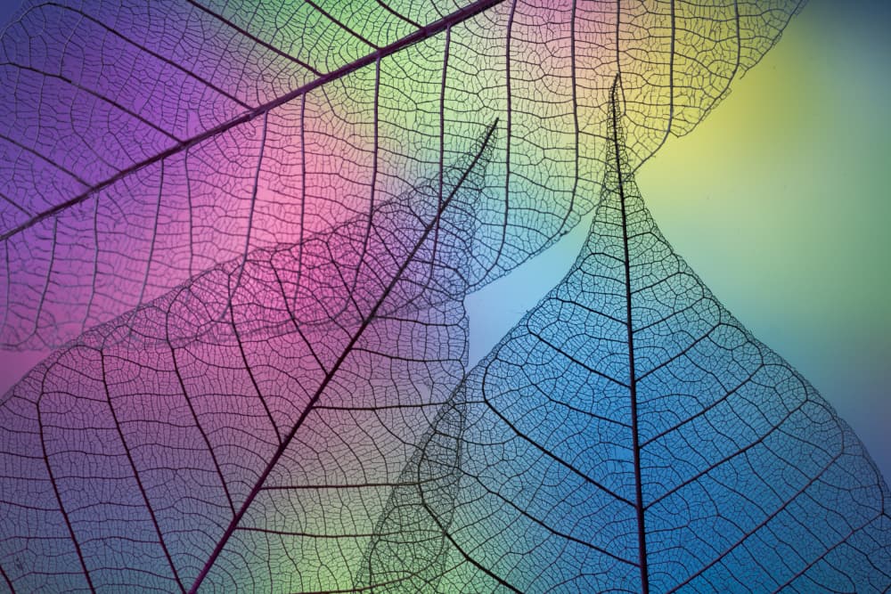 Translucent Rainbow Leaves by Shihya Kowatari — canvas wall art