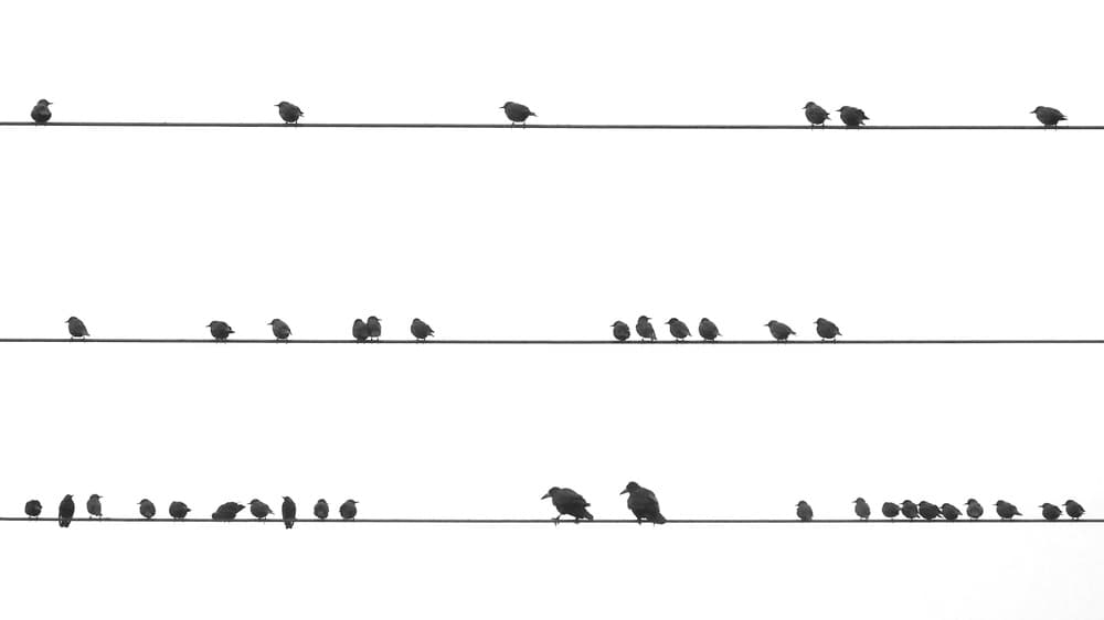 Black Birds On Wires by Nadine RISSE — canvas wall art