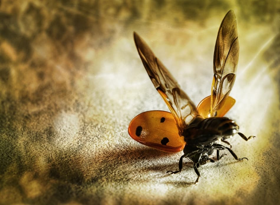 Ladybug In Flight by bernadette Nooij — canvas wall art