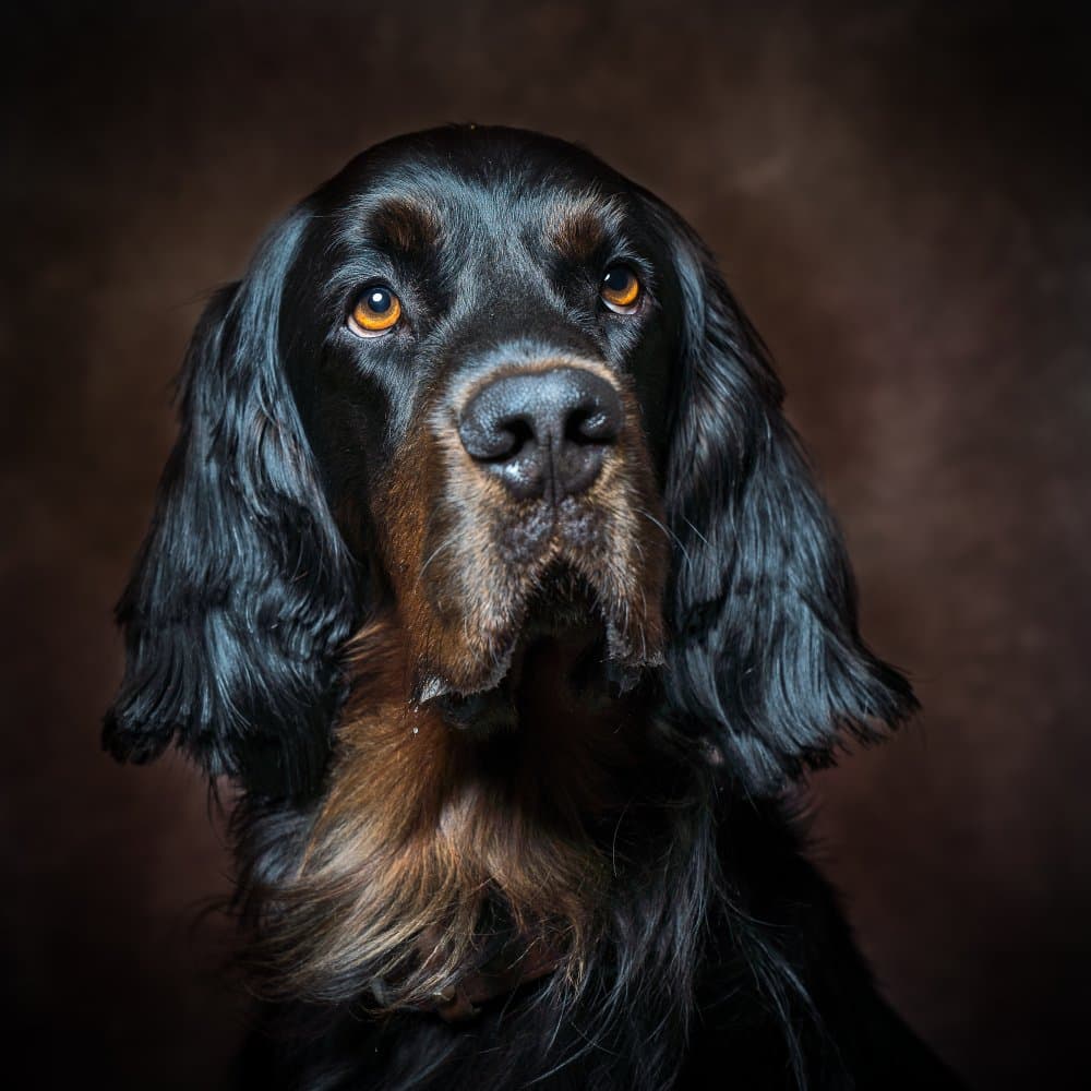 Noble Dog Portrait by Christian Kurz — canvas wall art
