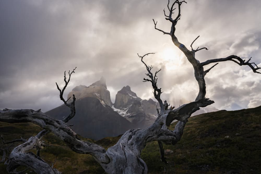 Weathered Mountain Tree by Yongnan Li （李永男） — canvas wall art