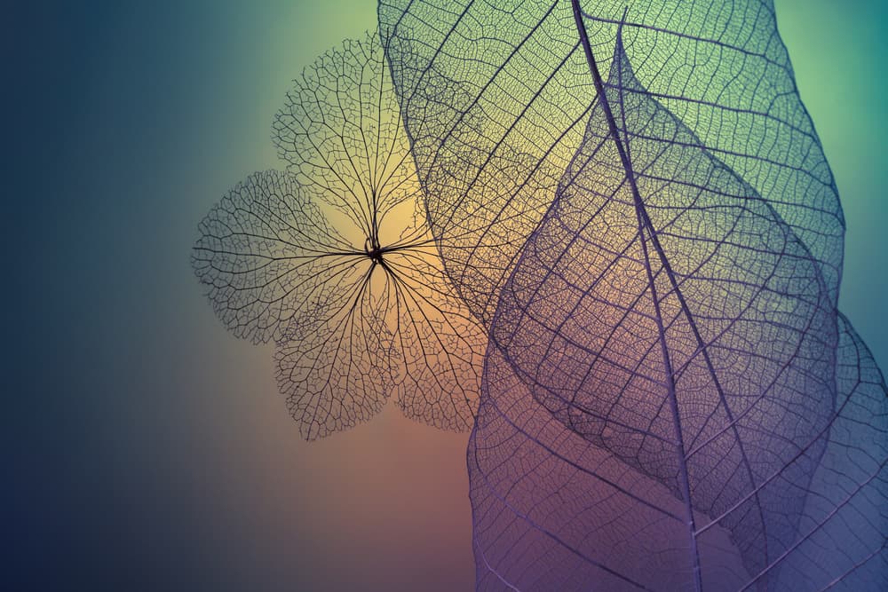 Ethereal Leaf Layers by Shihya Kowatari — canvas wall art