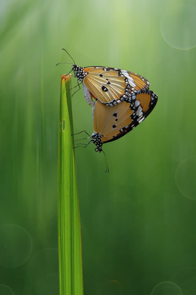 Orange Butterfly Pairing by Edy Pamungkas — canvas wall art