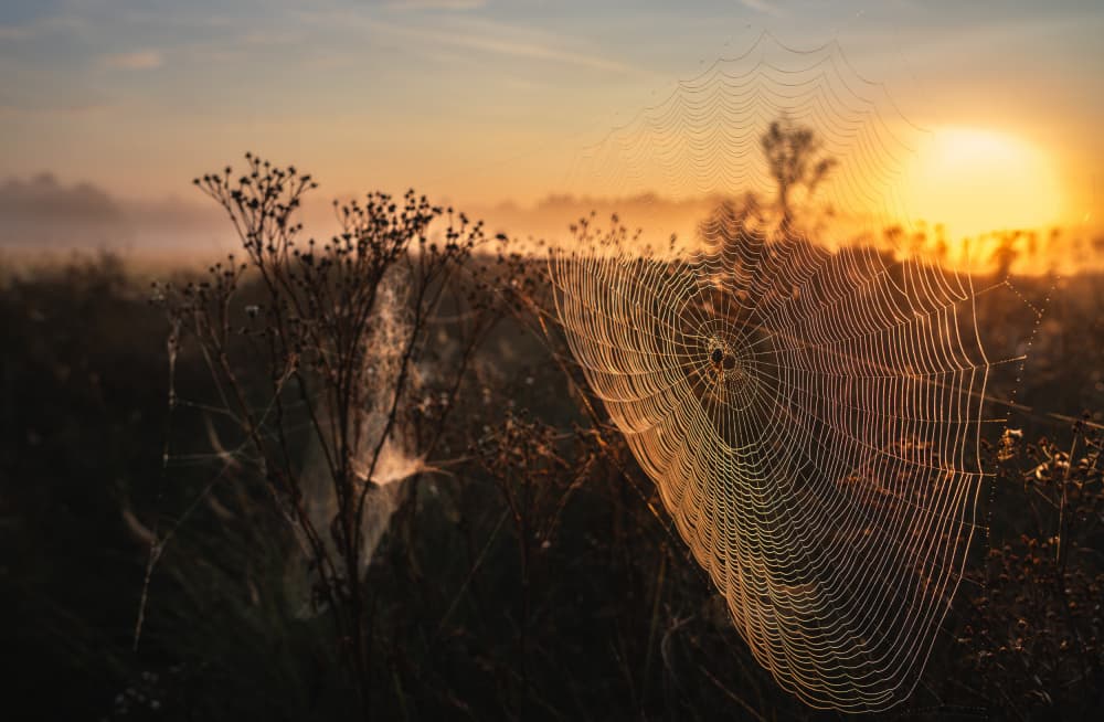 Misty Morning Spiderweb by Andreea Selagea — canvas wall art