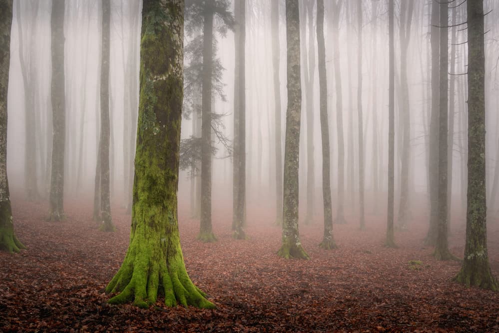 Green Mossy Forest Fog by Andrea Maestosi — canvas wall art