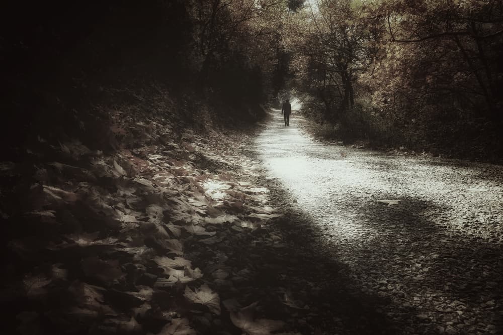 Solitary Forest Path by Ali Ayer — canvas wall art