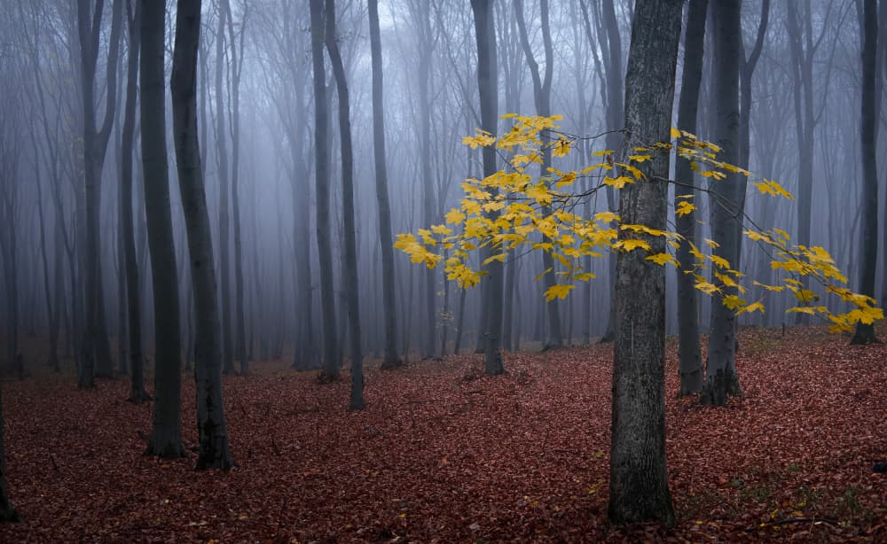 Yellow Tree in Misty Forest by Vio Oprea — canvas wall art