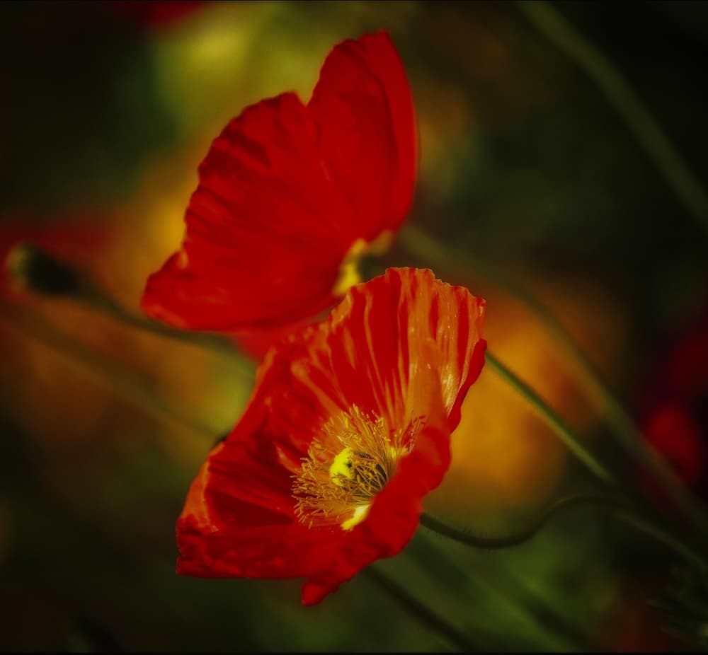 Blooming Red Poppies by Anna Cseresnjes — canvas wall art