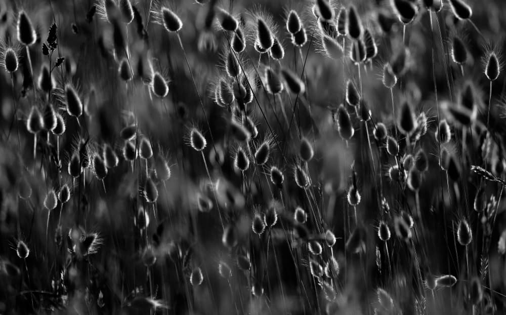 Soft Fuzzy Seeds by Michel Romaggi — canvas wall art