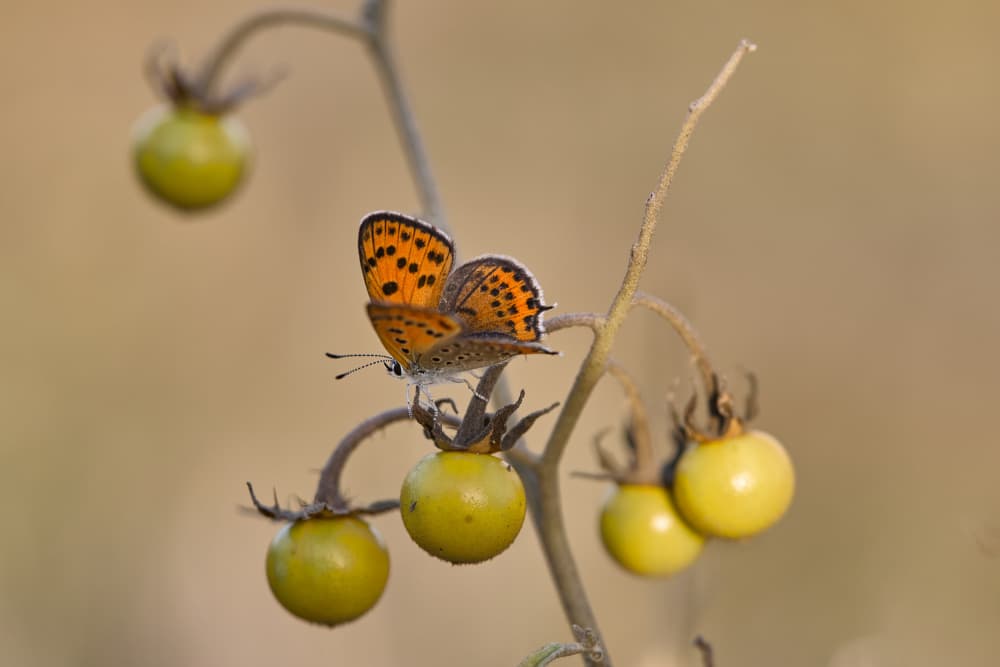 Butterfly on Green Berries by Avital Hershkovitz — canvas wall art