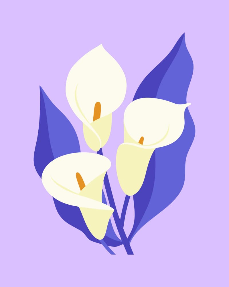 Elegant Calla Lilies by Artprink — canvas wall art