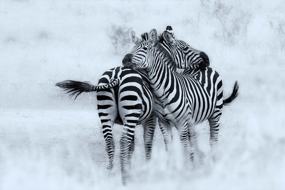 Gentle Zebra Embrace by brigitte van krimpen — canvas wall art