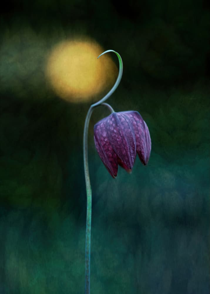 Purple Flower Glow by Catherine Wang — canvas wall art