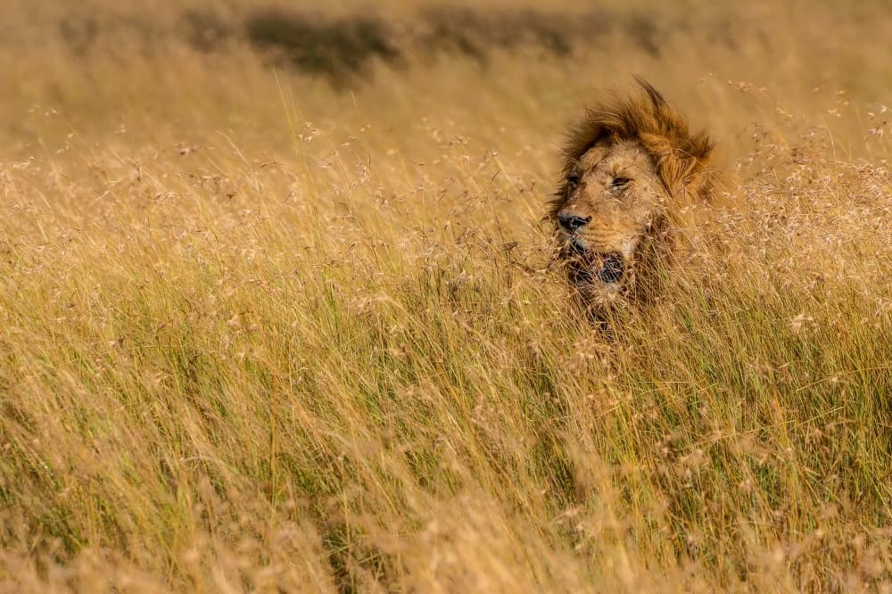 Lion in Golden Grass by Mohammed Alnaser — canvas wall art
