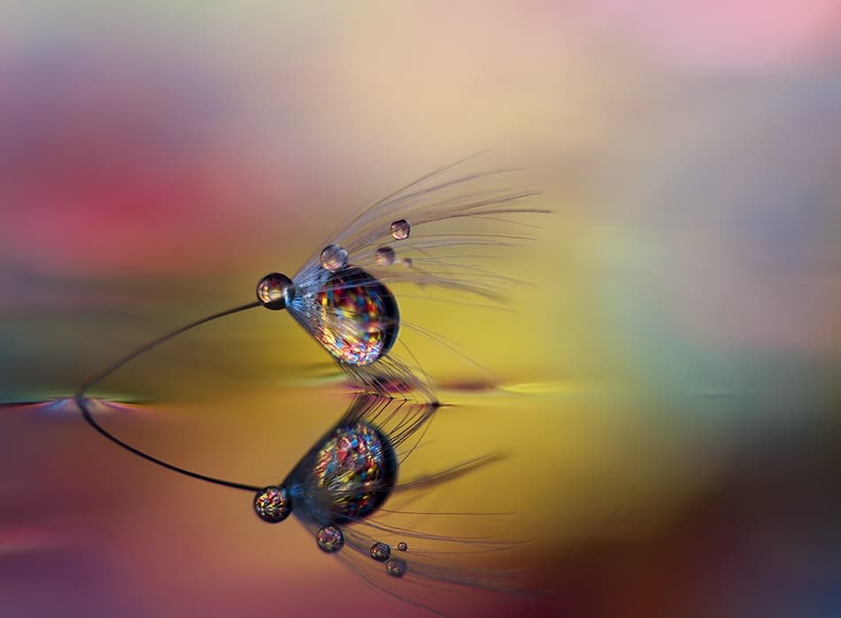 Rainbow Dandelion Drops by Heidi Westum — canvas wall art