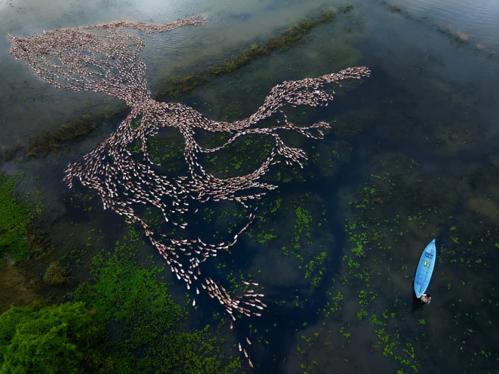Intricate Duck Pattern by HuongHoang — canvas wall art