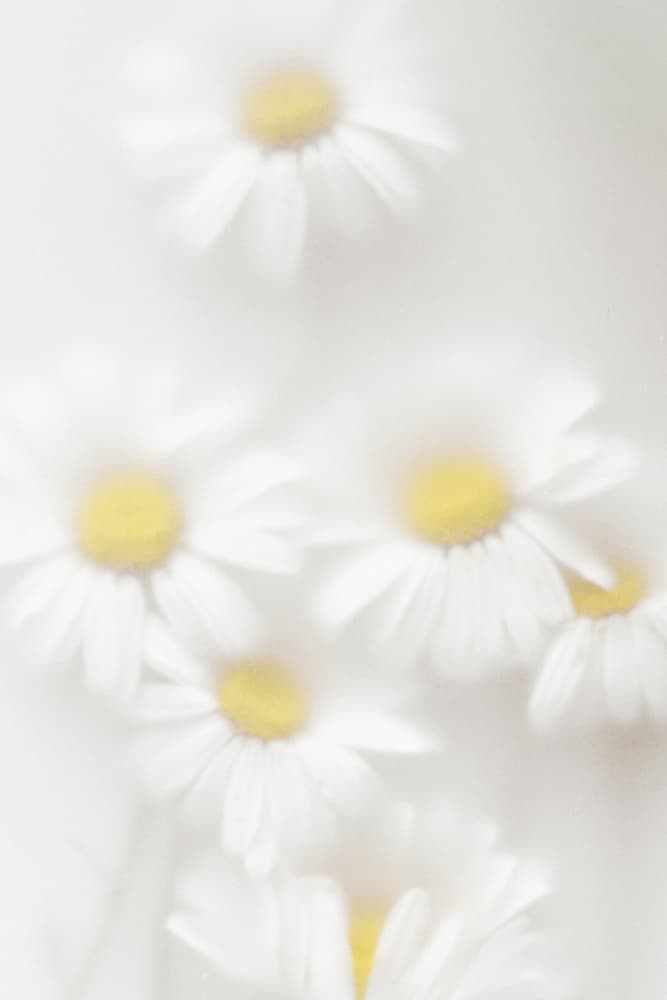 Dreamy White Daisies by Magda Izzard — canvas wall art