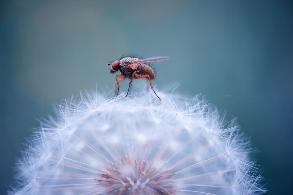Tiny Fly Dandelion by Martineb — canvas wall art