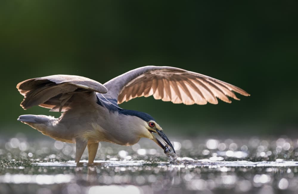 Night Heron's Golden Catch by Vicki Lai — canvas wall art