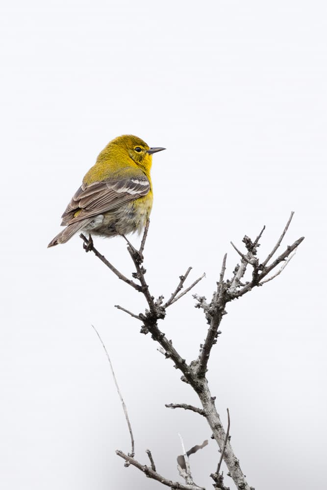 Perched Yellow Bird by ZY Zhang — canvas wall art