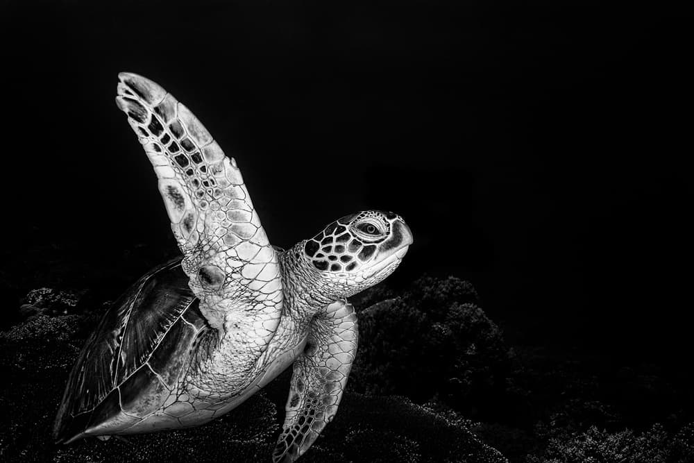 Graceful Ocean Turtle by Walter Lackner — canvas wall art