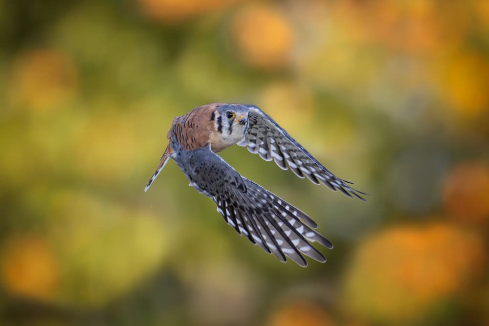 Kestrel in Autumn Flight by Max Wang — canvas wall art