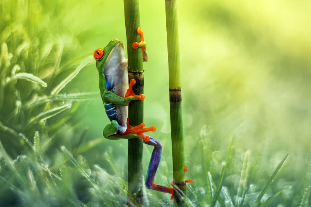 Red-Eyed Tree Frog Climb by Wil Mijer — canvas wall art
