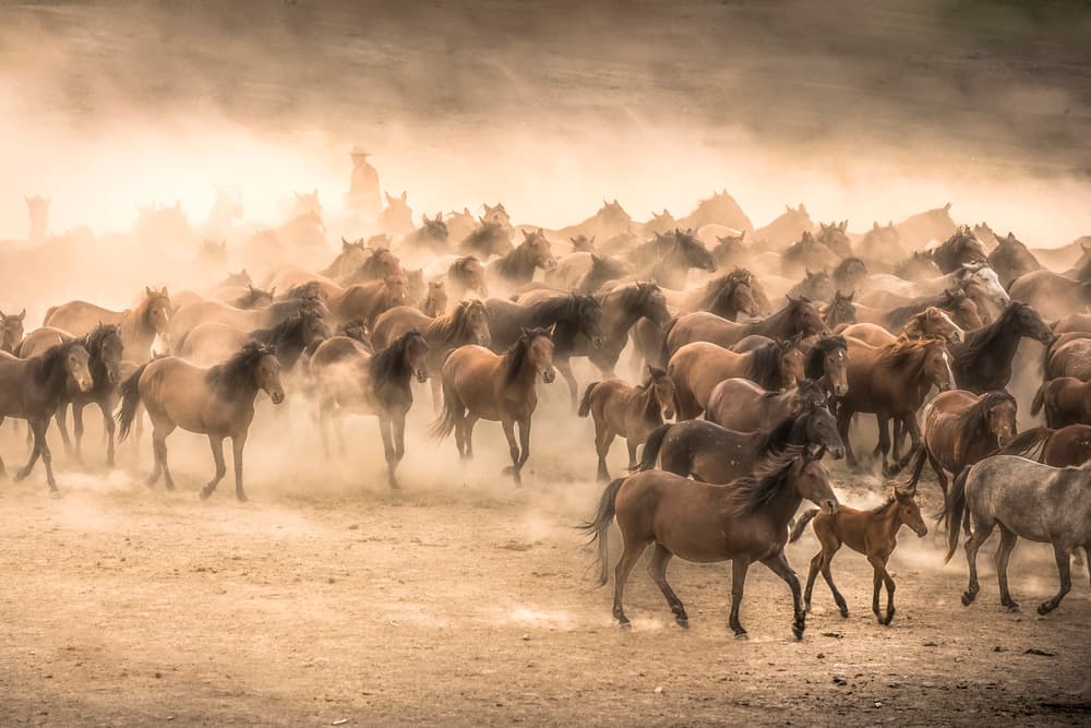 Wild Horses Dust Run by Tunc Tuncel — canvas wall art