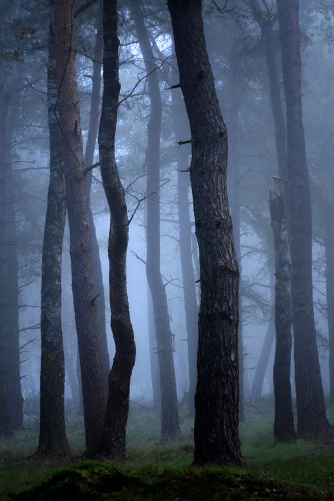 Mysterious Pine Forest by Ria Groot Zevert — canvas wall art