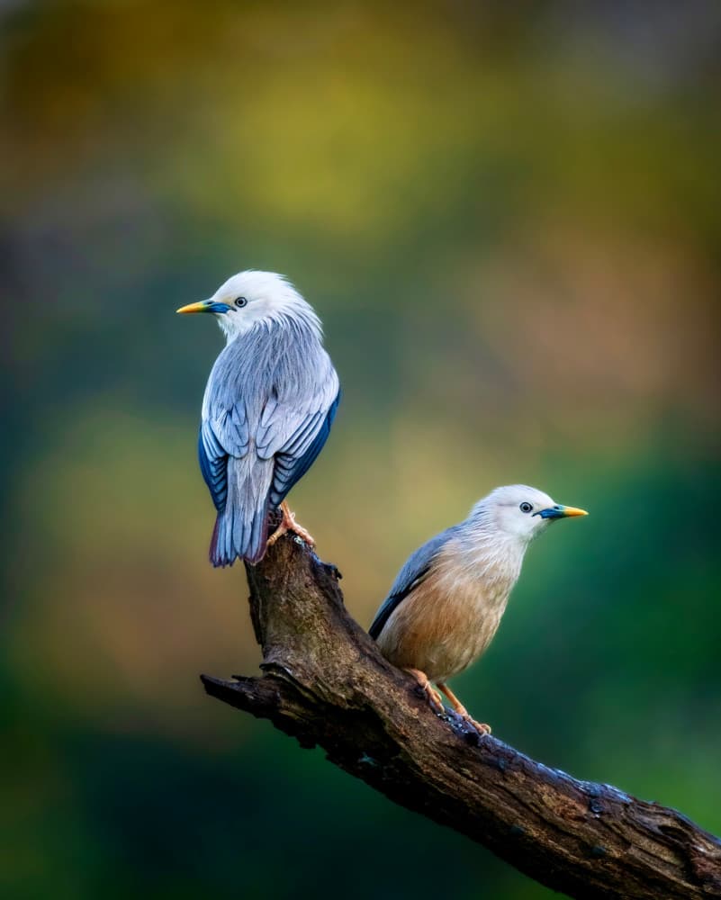 Two Starlings Perched by Sooraj Nalloore — canvas wall art