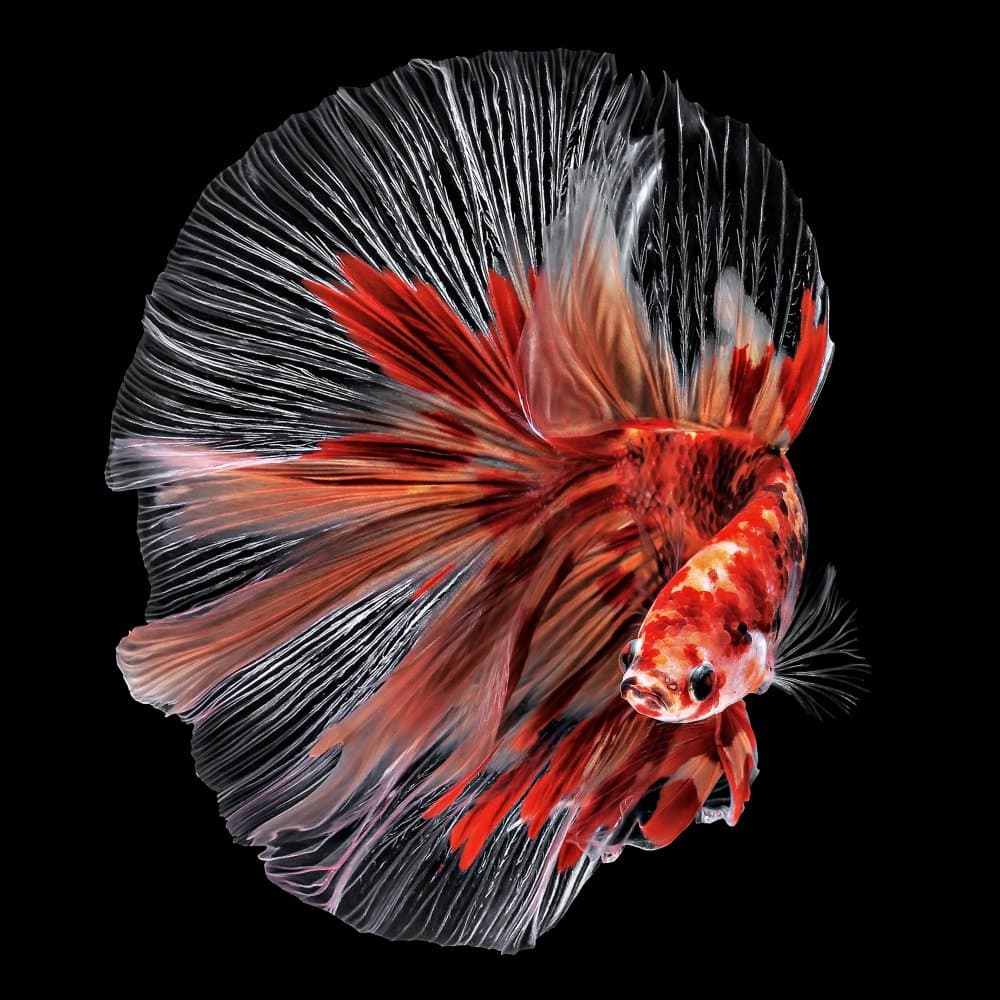 Majestic Betta Fish by Edy Pamungkas — canvas wall art