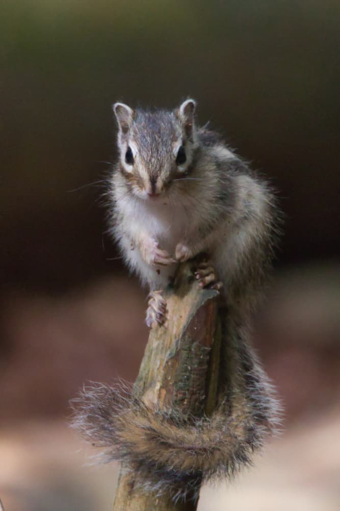 Alert Woodland Chipmunk by Anne Ponsen — canvas wall art