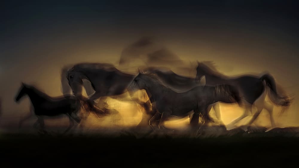 Galloping Horses Golden Light by Milan Malovrh — canvas wall art
