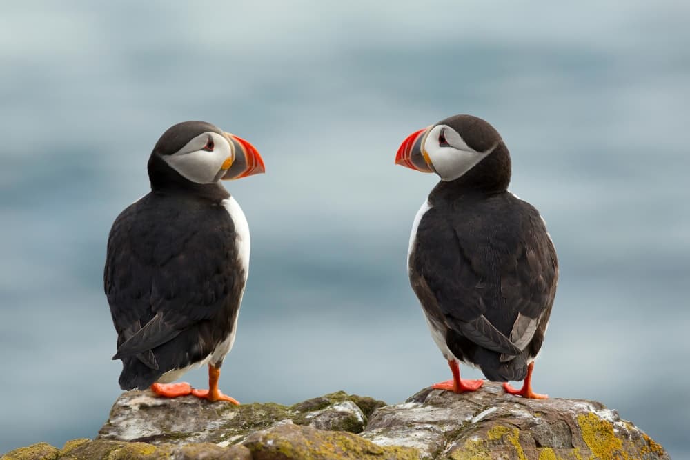 Puffin Pair by Milan Zygmunt — canvas wall art