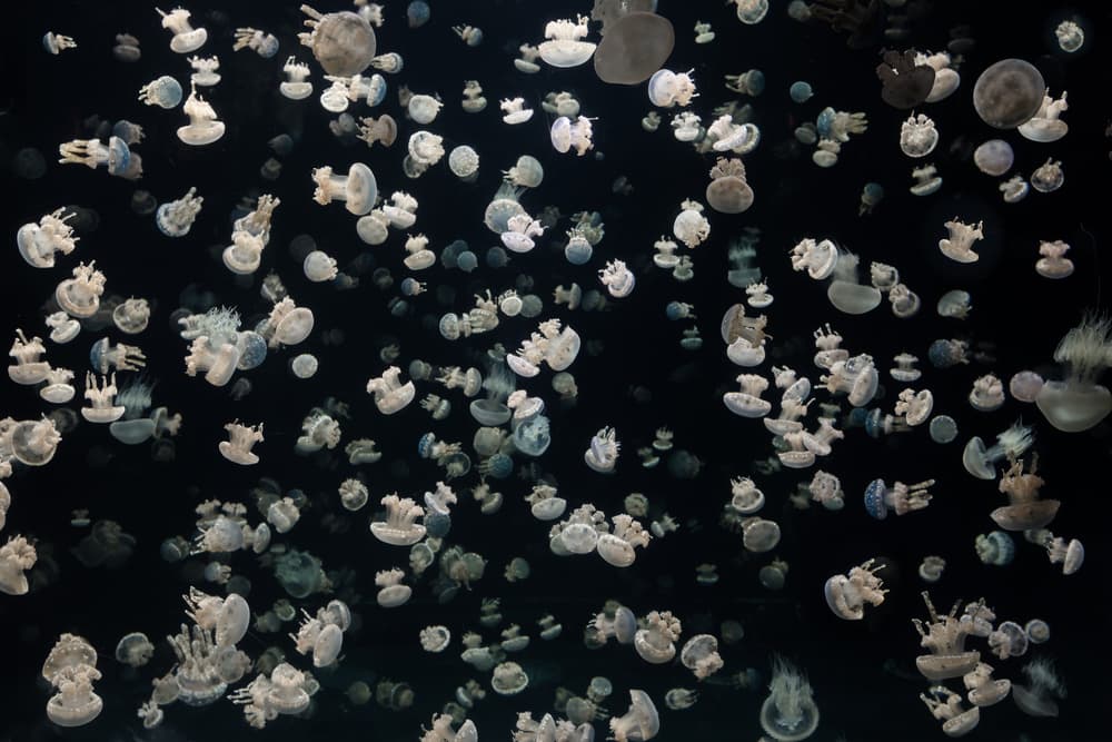 Ethereal Jellyfish Swarm by Sebastian Graf — canvas wall art