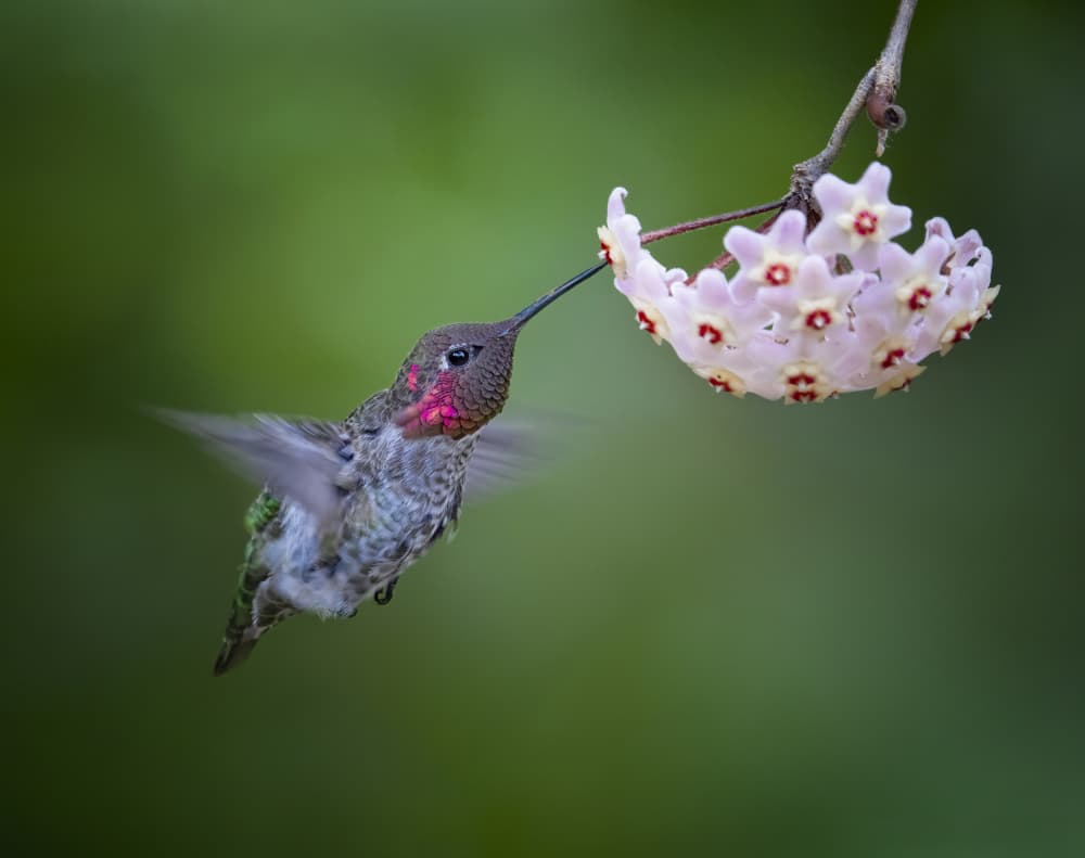 Hummingbird Flower Nectar by Xiaojian Huang — canvas wall art