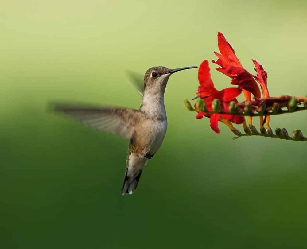 Vibrant Hummingbird Feeding by Hannah & Wei — canvas wall art