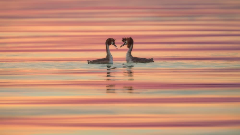 Loving Grebes Sunset by Roberto Marchegiani — canvas wall art