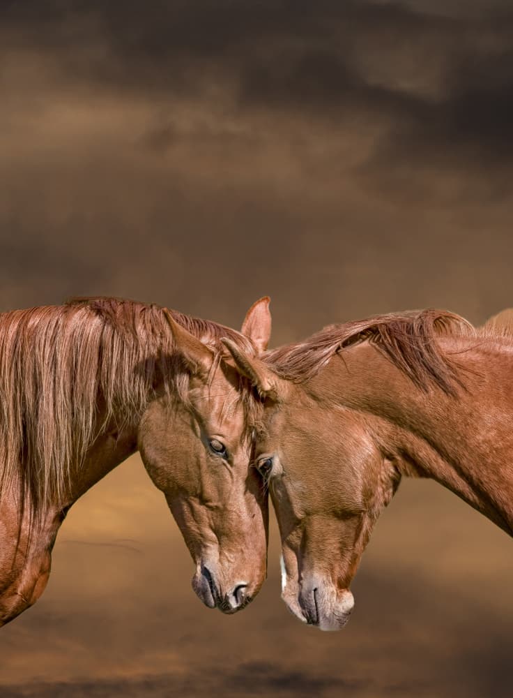 Gentle Horse Connection by Allan Wallberg — canvas wall art