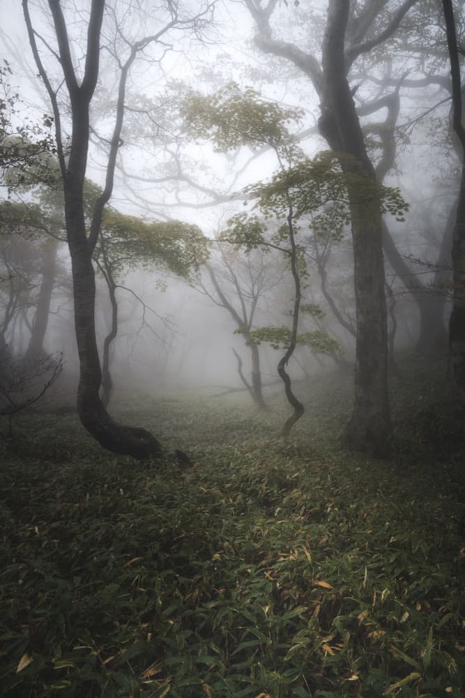 Enchanted Foggy Forest by Akira Nagase — canvas wall art