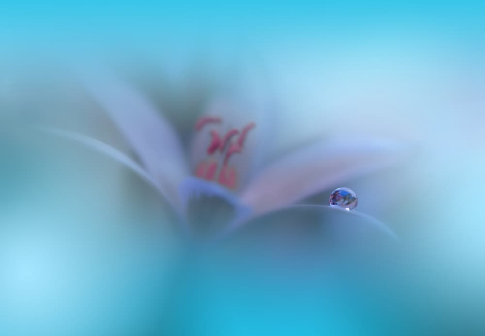 Dreamy Blue Bloom by Juliana Nan — canvas wall art